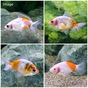 (国産金魚)隼人桜錦 巻木養魚場産(1匹)