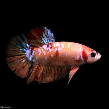 (熱帯魚)一点物 鯉ベタ・ハーフムーンプラガット コイカラー ニモ(キャンディー) ギャラクシー オス(1匹) 北海道・九州航空便要保温 沖縄別途送料