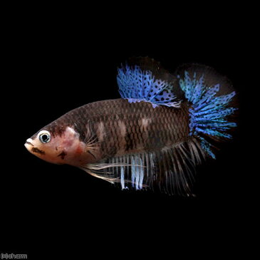 (熱帯魚)一点物 鯉ベタ・ハーフムーンプラガット コイカラー ブラック オス(1匹) 北海道・九州航空便要保温