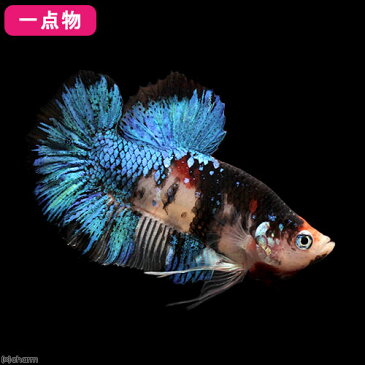 (熱帯魚)一点物 鯉ベタ・ハーフムーンプラガット コイカラー ブラック オス(1匹) 北海道・九州航空便要保温