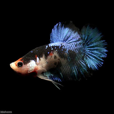 (熱帯魚)一点物 鯉ベタ・ハーフムーンプラガット コイカラー ブラック オス(1匹) 北海道・九州航空便要保温