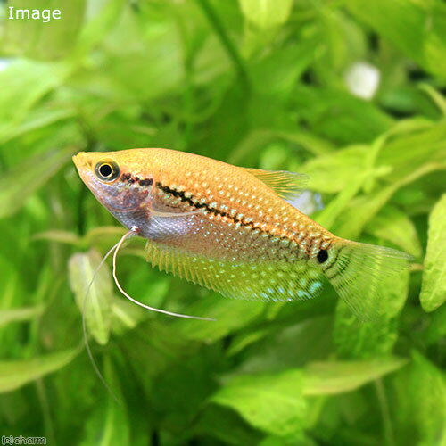 （熱帯魚）ゴールデンパール・グラミー（2匹）　北海道・九州航空便要保温