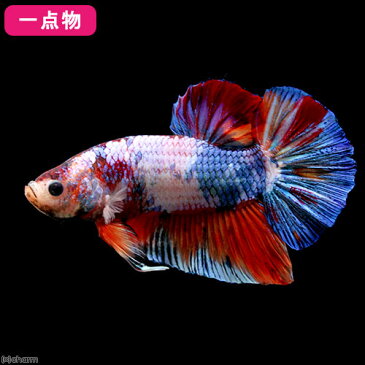 (熱帯魚)一点物 鯉ベタ・ジャイアントプラガット コイカラー ニモ(キャンディー) オス(1匹) 北海道・九州航空便要保温 沖縄別途送料