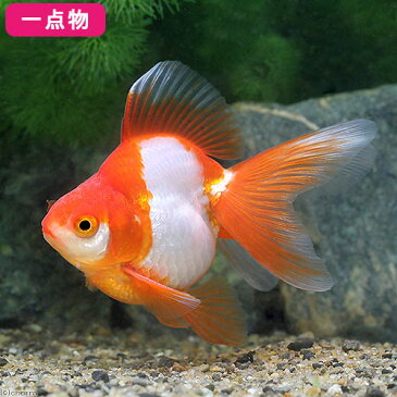 (国産金魚)一点物 更紗琉金 平賀養魚場産 9cm±(1匹) 沖縄別途送料