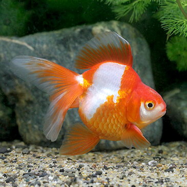 (国産金魚)一点物 更紗琉金 平賀養魚場産 9cm±(1匹) 沖縄別途送料