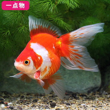 (国産金魚)一点物 更紗琉金 平賀養魚場産 8cm±(1匹) 沖縄別途送料