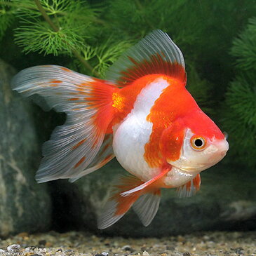 (国産金魚)一点物 更紗琉金 平賀養魚場産 8cm±(1匹) 沖縄別途送料