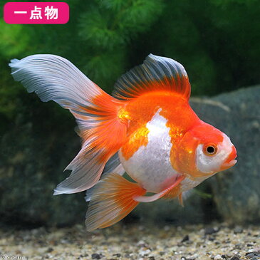 (国産金魚)一点物 更紗琉金 平賀養魚場産 9cm±(1匹) 沖縄別途送料