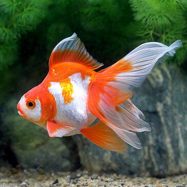(国産金魚)一点物 更紗琉金 平賀養魚場産 9cm±(1匹) 沖縄別途送料