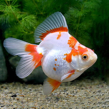 (国産金魚)一点物 更紗琉金 平賀養魚場産 11cm±(1匹) 沖縄別途送料