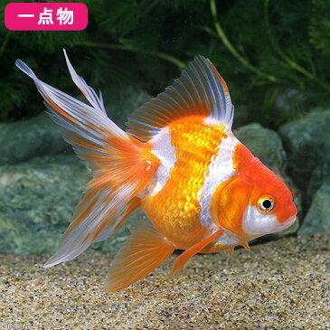 (国産金魚)一点物 更紗琉金 志村養魚場産 7cm±(1匹) 沖縄別途送料