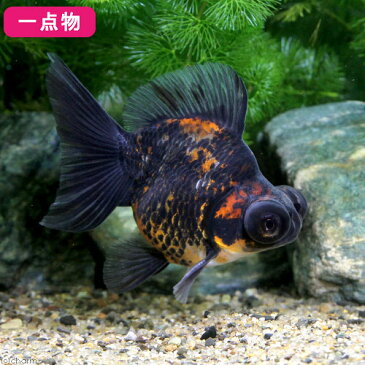 (国産金魚)一点物 ゼブラ蝶尾 志村養魚場産 9cm±(1匹) 沖縄別途送料