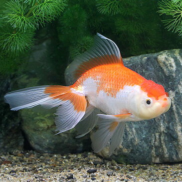 (国産金魚)一点物 日本オランダ獅子頭/日本オランダシシガシラ 吉岡養魚場産 11cm±(1匹) 沖縄別途送料