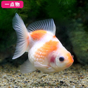 (国産金魚)一点物 ピンポンパール 吉岡養魚場産 8cm±(1匹) 沖縄別途送料