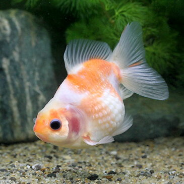 (国産金魚)一点物 ピンポンパール 吉岡養魚場産 8cm±(1匹) 沖縄別途送料