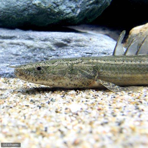 （熱帯魚）（B品）ポリプテルス・ビキール・ラプラディ　ナイジェリア産　17〜20cm（ワイルド）（1匹）　北海道・九州航空便要保温