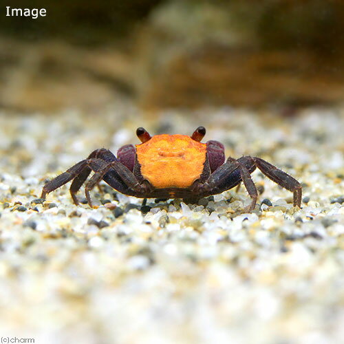 �ʥ��ӡ����ˡ˥��󥸥����Х�ѥ���������֡�1ɤ�ˡ��̳�ƻ���彣�Ҷ������ݲ�