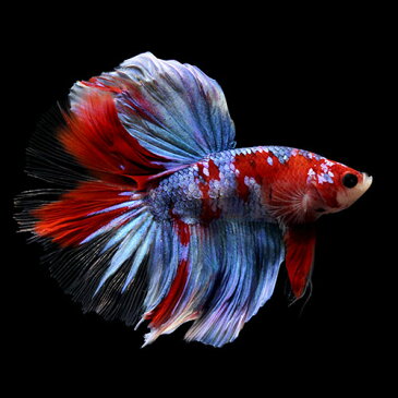 (熱帯魚)一点物 鯉ベタ・ハーフムーン コイカラー ブルーギャラクシー オス(1匹) 北海道・九州航空便要保温 沖縄別途送料