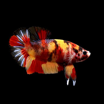 (熱帯魚)一点物 鯉ベタ・ハーフムーンプラガット コイカラー ニモ(キャンディー) ギャラクシー オス(1匹) 北海道・九州航空便要保温 沖縄別途送料