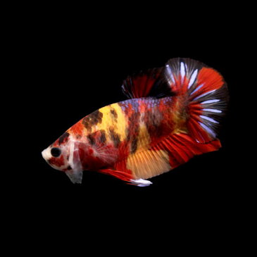 (熱帯魚)一点物 鯉ベタ・ハーフムーンプラガット コイカラー ニモ(キャンディー) ギャラクシー オス(1匹) 北海道・九州航空便要保温 沖縄別途送料