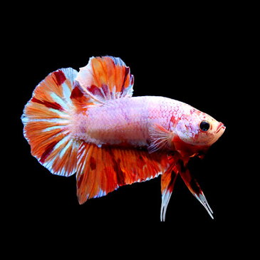 (熱帯魚)一点物 鯉ベタ・ハーフムーンプラガット コイカラー ニモ(キャンディー) ギャラクシー オス(1匹) 北海道・九州航空便要保温 沖縄別途送料