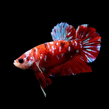 (熱帯魚)一点物 鯉ベタ・ハーフムーンプラガット コイカラー ギャラクシー オス(1匹) 北海道・九州航空便要保温 沖縄別途送料