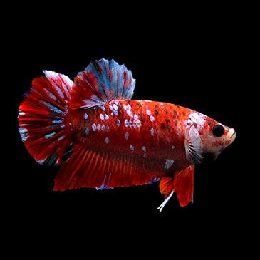 (熱帯魚)一点物 鯉ベタ・ハーフムーンプラガット コイカラー ギャラクシー オス(1匹) 北海道・九州航空便要保温 沖縄別途送料