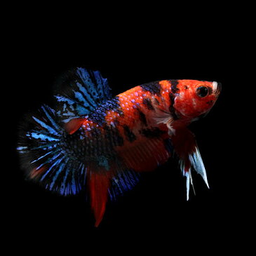 (熱帯魚)一点物 鯉ベタ・ハーフムーンプラガット コイカラー 大正三色 オス(1匹) 北海道・九州航空便要保温 沖縄別途送料