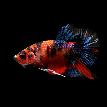 (熱帯魚)一点物 鯉ベタ・ハーフムーンプラガット コイカラー 大正三色 オス(1匹) 北海道・九州航空便要保温 沖縄別途送料