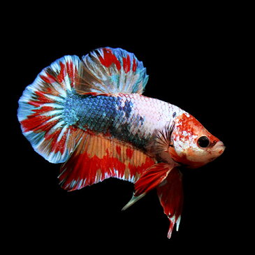 (熱帯魚)一点物 鯉ベタ・ハーフムーンプラガット コイカラー ニモ(キャンディー) ギャラクシー オス(1匹) 北海道・九州航空便要保温 沖縄別途送料