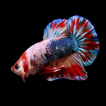 (熱帯魚)一点物 鯉ベタ・ハーフムーンプラガット コイカラー ニモ(キャンディー) ギャラクシー オス(1匹) 北海道・九州航空便要保温 沖縄別途送料