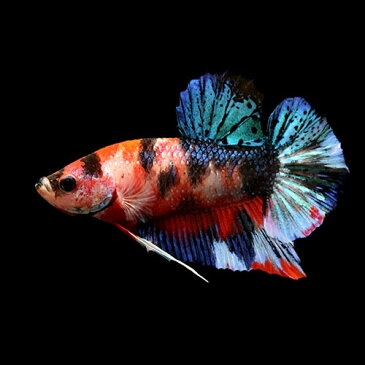 (熱帯魚)一点物 鯉ベタ・ハーフムーンプラガット コイカラー 大正三色 オス(1匹) 北海道・九州航空便要保温 沖縄別途送料
