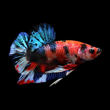 (熱帯魚)一点物 鯉ベタ・ハーフムーンプラガット コイカラー 大正三色 オス(1匹) 北海道・九州航空便要保温 沖縄別途送料