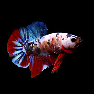 (熱帯魚)一点物 鯉ベタ・ハーフムーンプラガット コイカラー ギャラクシー オス(1匹) 北海道・九州航空便要保温 沖縄別途送料