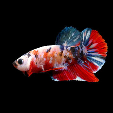 (熱帯魚)一点物 鯉ベタ・ハーフムーンプラガット コイカラー ギャラクシー オス(1匹) 北海道・九州航空便要保温 沖縄別途送料