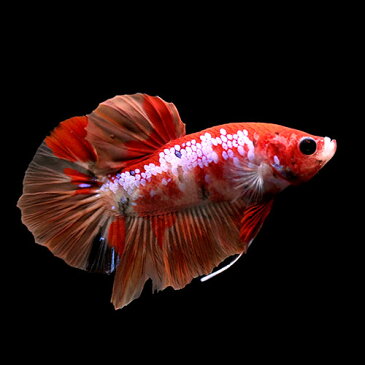 (熱帯魚)一点物 鯉ベタ・ハーフムーンプラガット コイカラー ニモ(キャンディー) ギャラクシー オス(1匹) 北海道・九州航空便要保温 沖縄別途送料