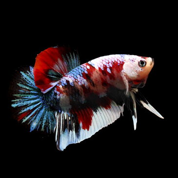 (熱帯魚)一点物 鯉ベタ・ハーフムーンプラガット コイカラー ギャラクシー オス(1匹) 北海道・九州航空便要保温 沖縄別途送料