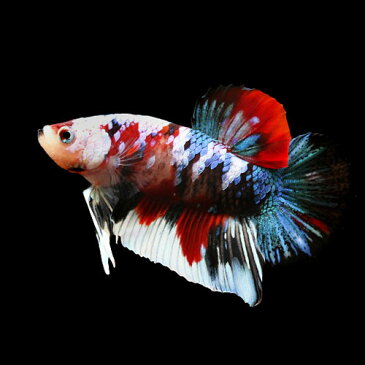 (熱帯魚)一点物 鯉ベタ・ハーフムーンプラガット コイカラー ギャラクシー オス(1匹) 北海道・九州航空便要保温 沖縄別途送料