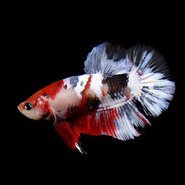 (熱帯魚)一点物 鯉ベタ・ハーフムーンプラガット コイカラー ギャラクシー オス(1匹) 北海道・九州航空便要保温 沖縄別途送料