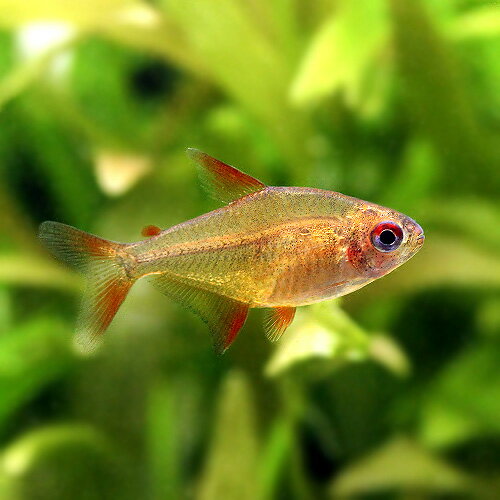 （熱帯魚）レッドチェリー・テトラ　ジュルエナ（ワイルド）（3匹）　北海道・九州航空便要保温