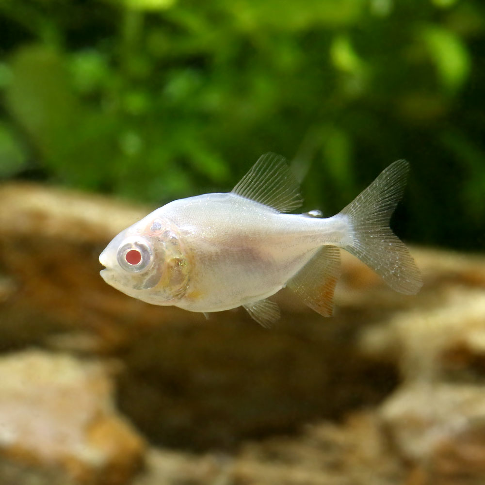 （熱帯魚）アルビノレッドコロソマ　Sサイズ（1匹）　北海道・九州航空便要保温