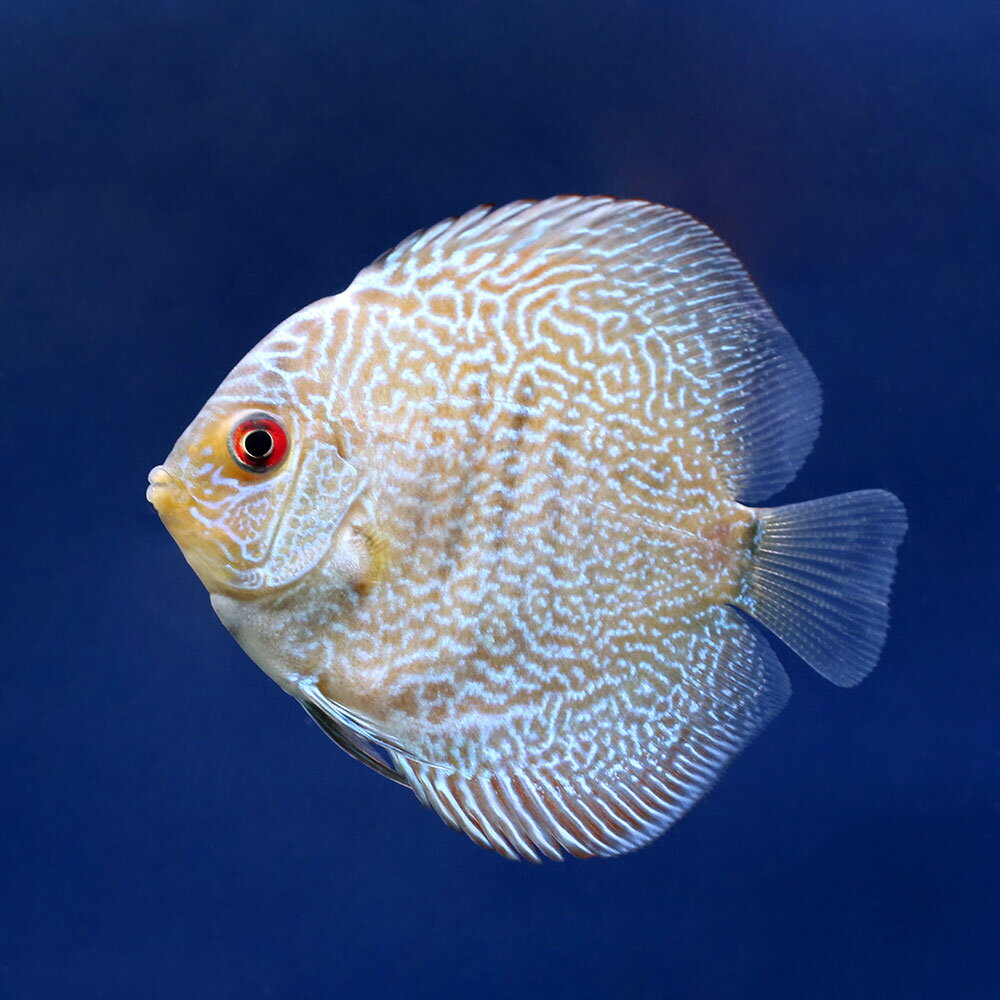 楽天市場】青 系 ディスカスの通販