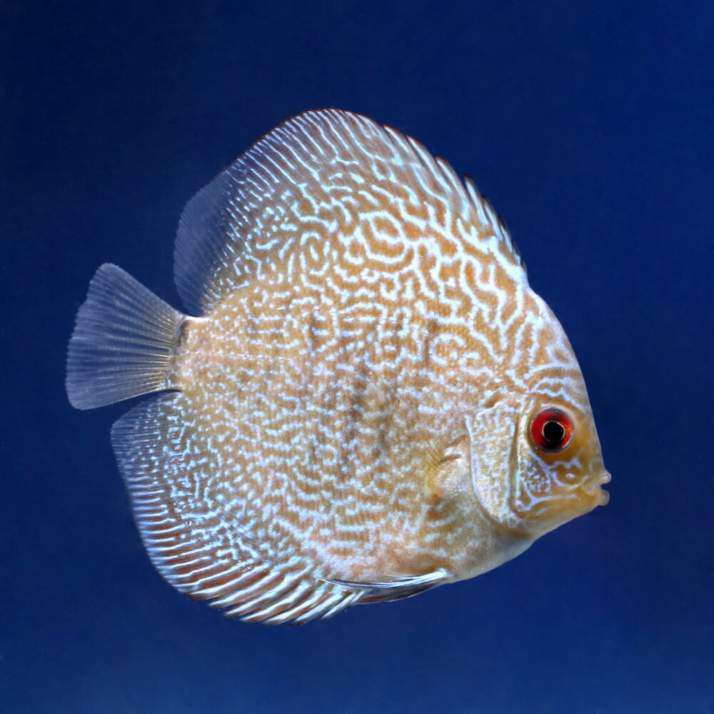 ��Ǯ�ӵ��˥֥롼�������ԥ��󡦥ǥ���������S�������ˡ�1ɤ�ˡ��̳�ƻ���彣�Ҷ������ݲ�