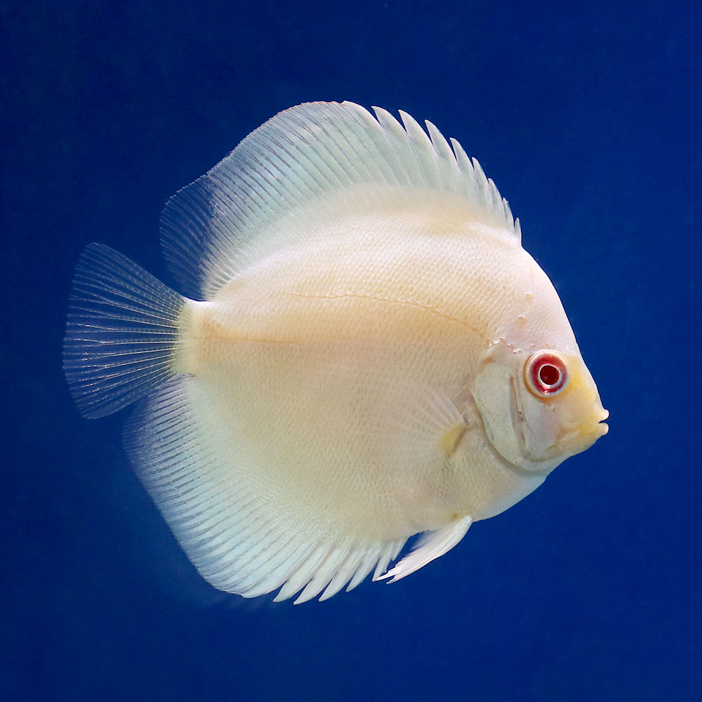 （熱帯魚）アルビノブルーダイヤモンド・ディスカス（Sサイズ）（1匹）　北海道航空便要保温