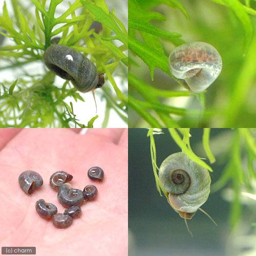 �ʥ��ӡ����˥֥롼��ॺ�ۡ����10ɤ�ˡ��̳�ƻ���彣�Ҷ������ݲ�