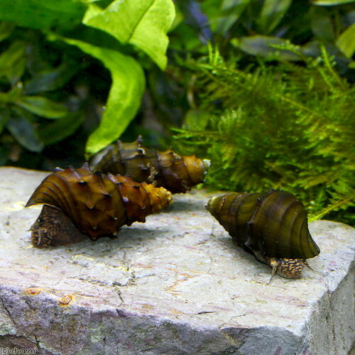 �ʥ��ӡ����˥����󡦥��͡����3ɤ�ˡ��̳�ƻ���彣�Ҷ������ݲ�