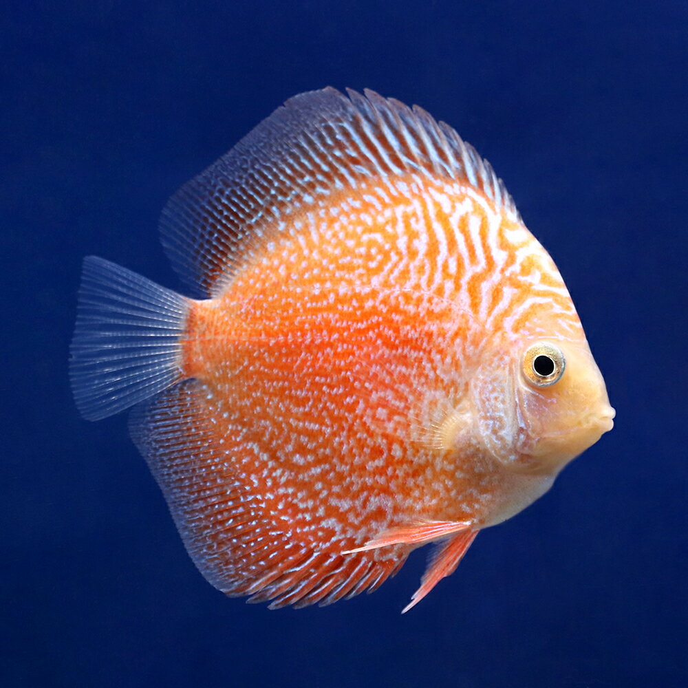 Discus - （熱帯魚）ルビースネークピジョン・ディスカス（Sサイズ）（3匹）　北海道・九州航空便要保温