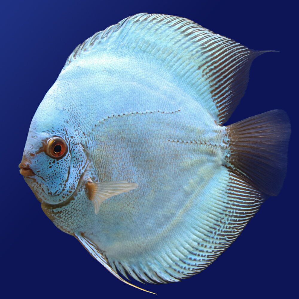 極美】ブルーダイヤモンドディスカス ペア