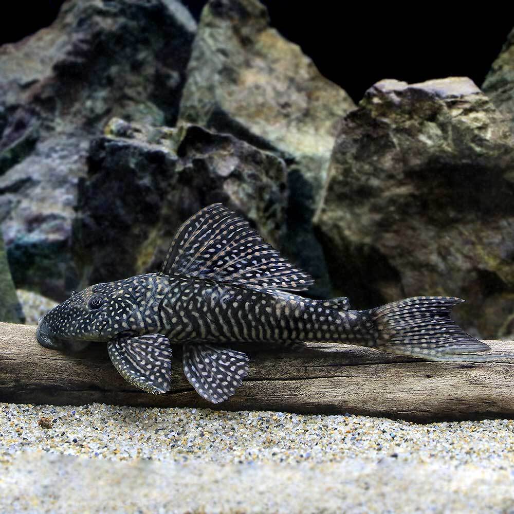 （熱帯魚）ホワイトナイトアンジェリカス・プレコ（1匹）　北海道・九州航空便要保温