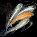 (めだか)ヒレ長メダカ ミックス(3匹)